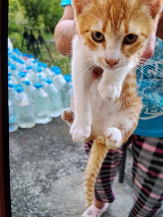 Бебета котета безплатно