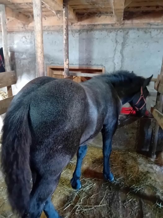 De vanzare manz de 5 luni dau la schimb cu vaci ,vitei,vitele