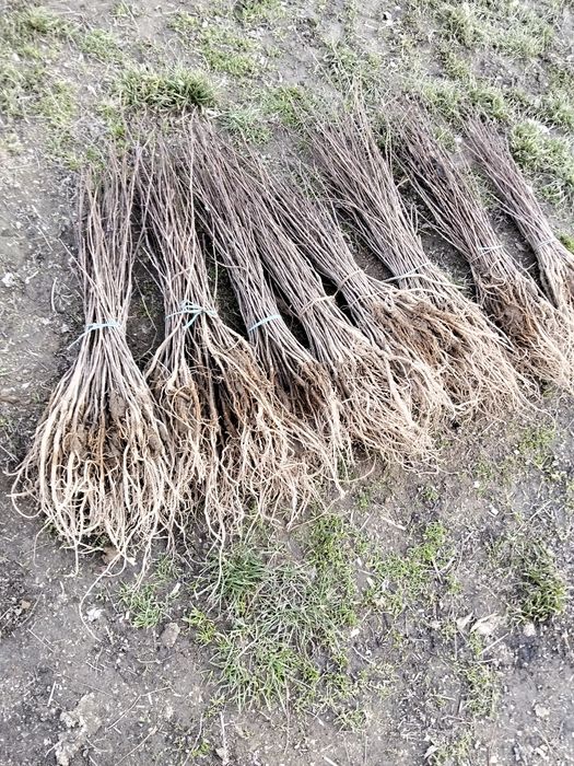 Puieți pin molid brad