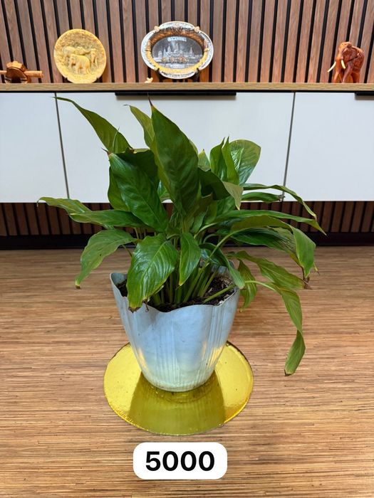 Продам комнатные цветы