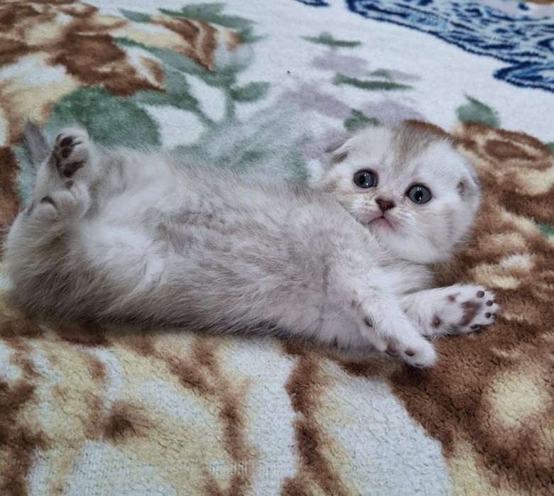Шотландский вислоухий, золотистый котенок
