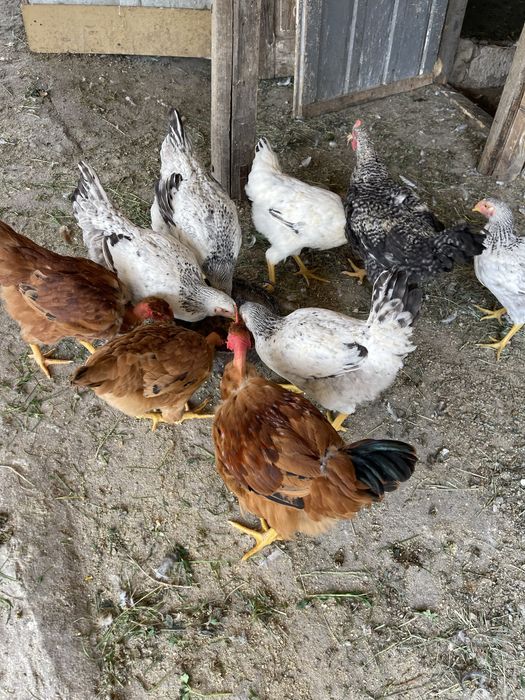 Gaini puicute. Si cocosi Tinere toate culorile.  Gat golas. Porumbițe