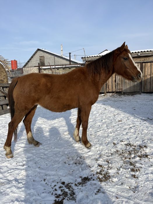 Продам жеребую кобылу
