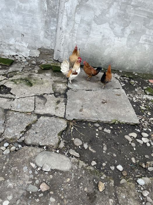 Vand trei cocosei americani