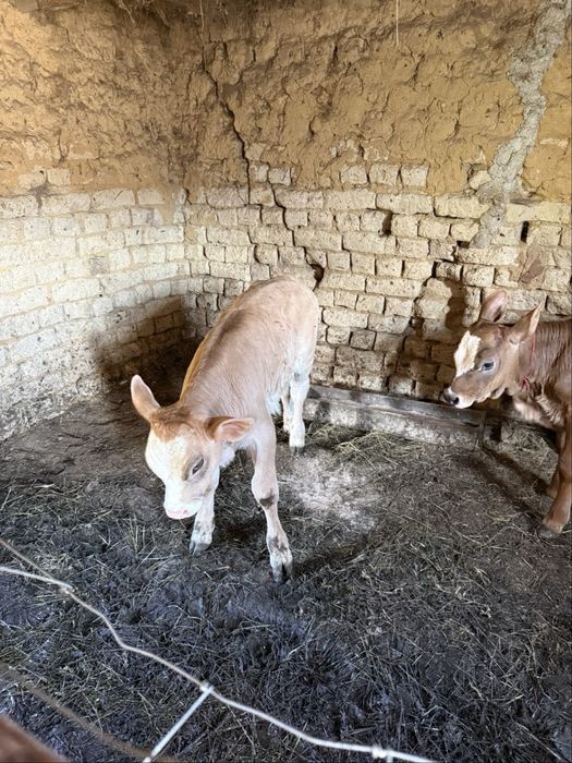 Vand o vitea si un tauras de 3 saptamâni