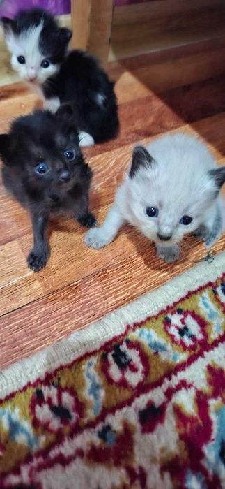 Сиамский котенек в хорошие руки