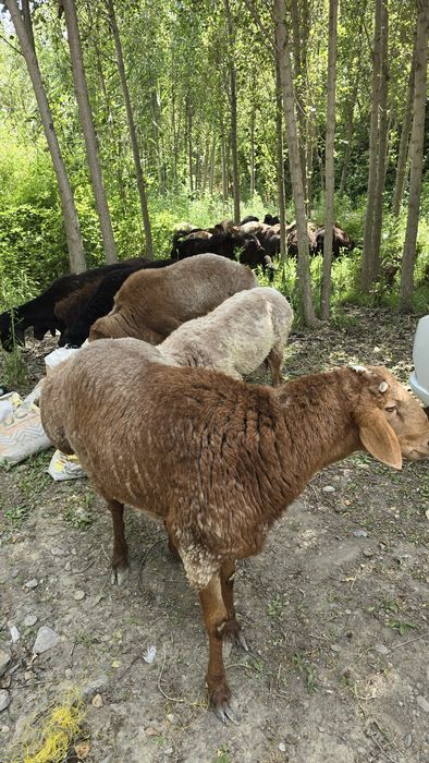 Куйлар сотилади Куйлар