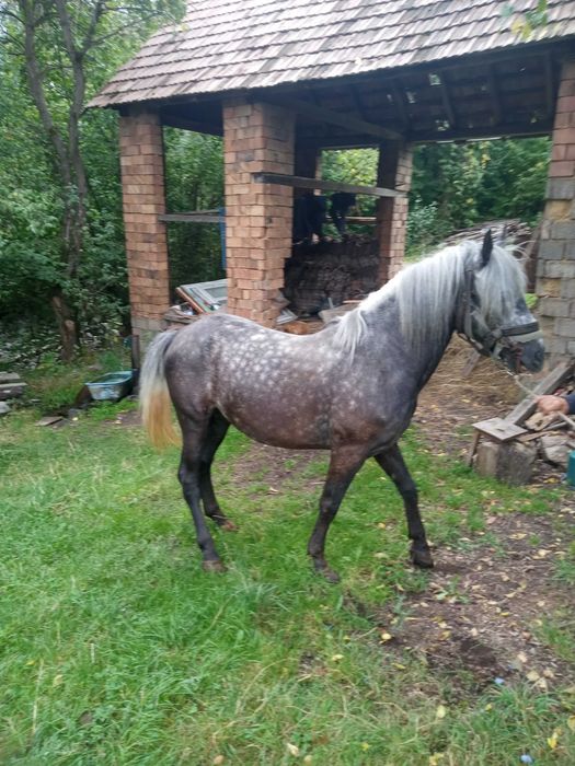 Cal de vânzare din rasa lipițan