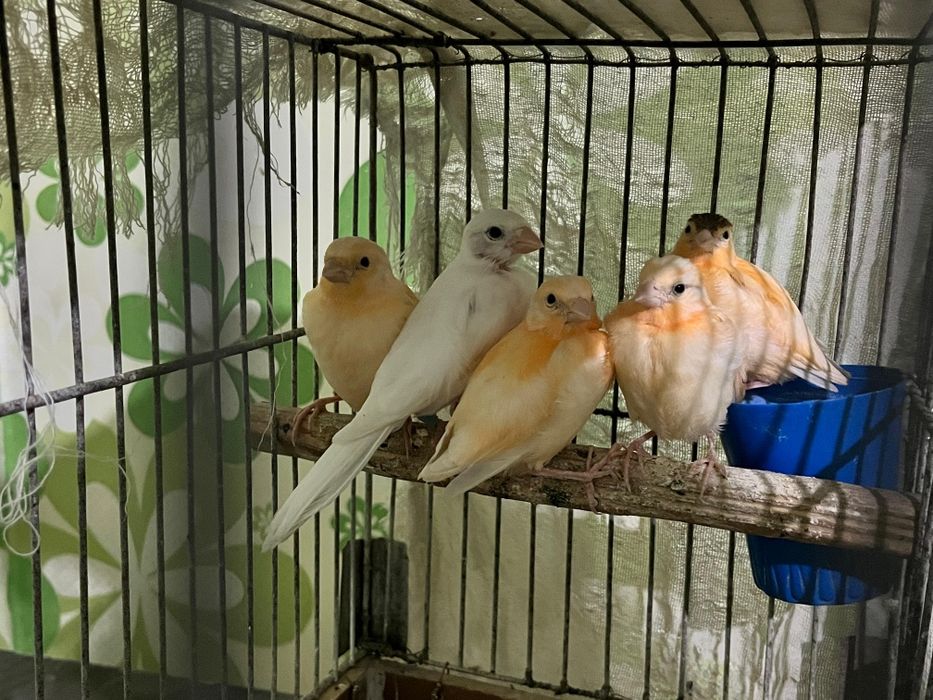 Конарейки. Молодые
