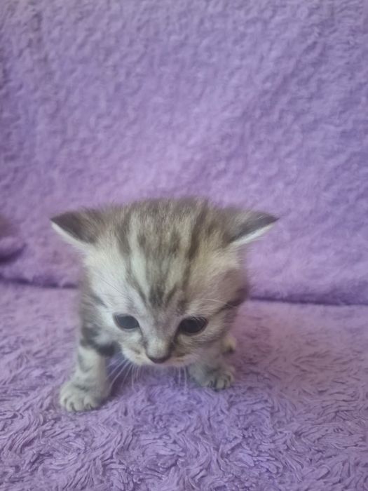 Продам котят шотландских