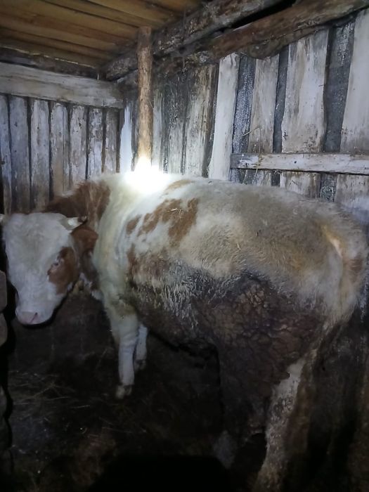 Продам Бык на откорме