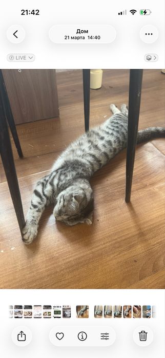 Продается домашний кот (кошка).