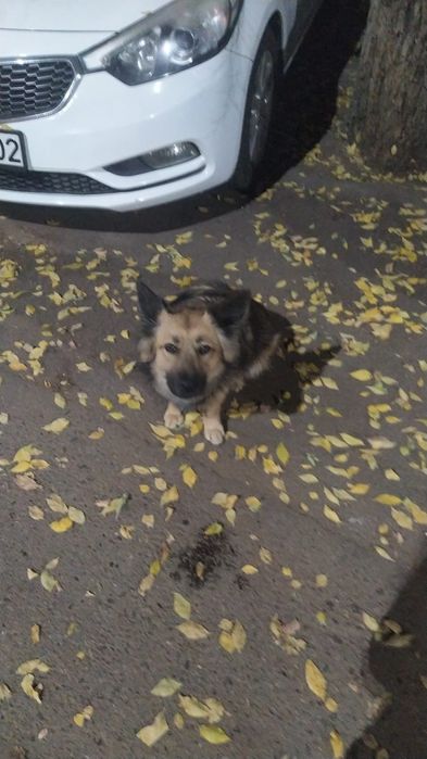 Собака ищет дом и любящих хозяев