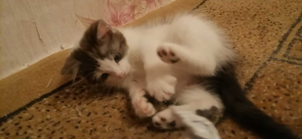 Кошечки домашние, сиамские.