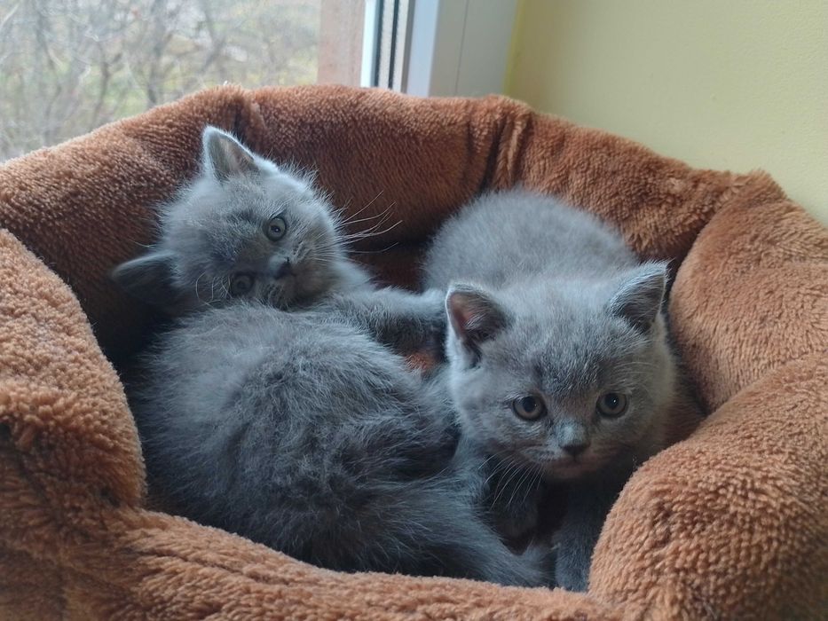 Британски принцеси