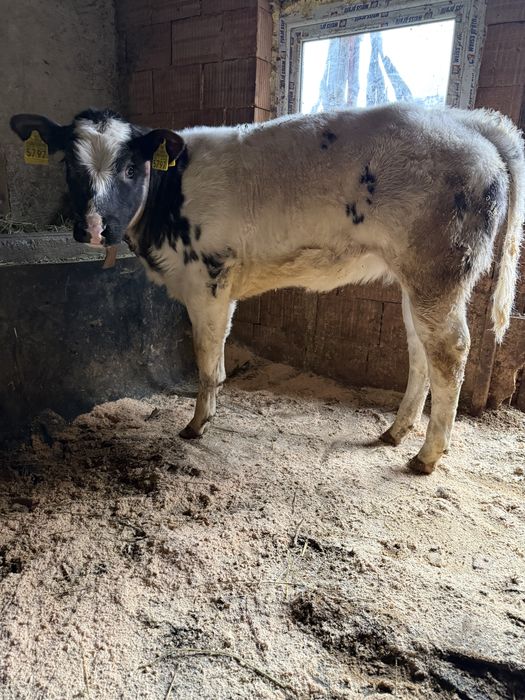 Vaca de vanzare cu vitica