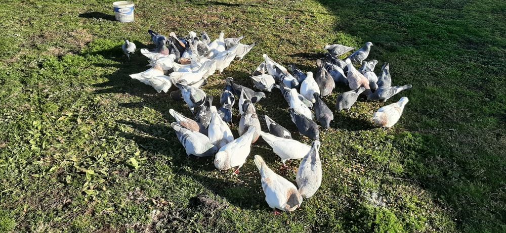 Vând porumbei de rasă texani, voiajori