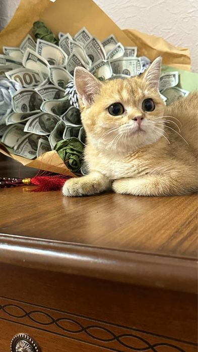 Золотая шиншила 200$