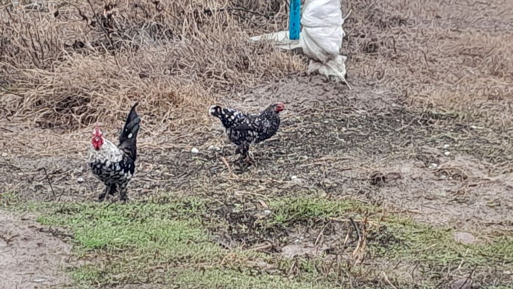 Продаються куры пародистые