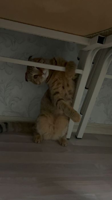 Кота в добрые руки