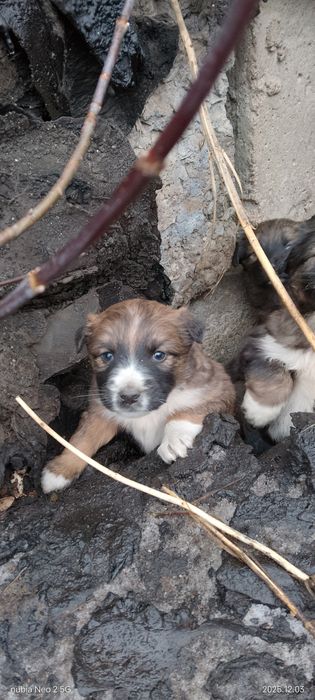 Отдам крепышов.Бесплатно.