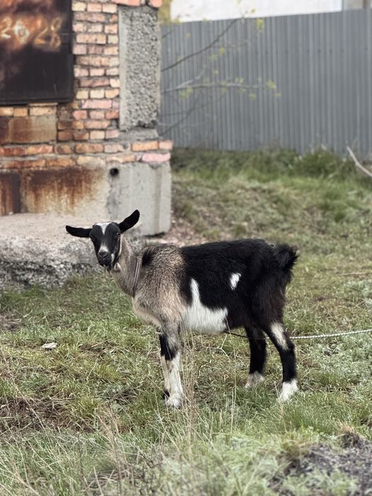Сатылады! Теке , Ешкі,2 Лақпен