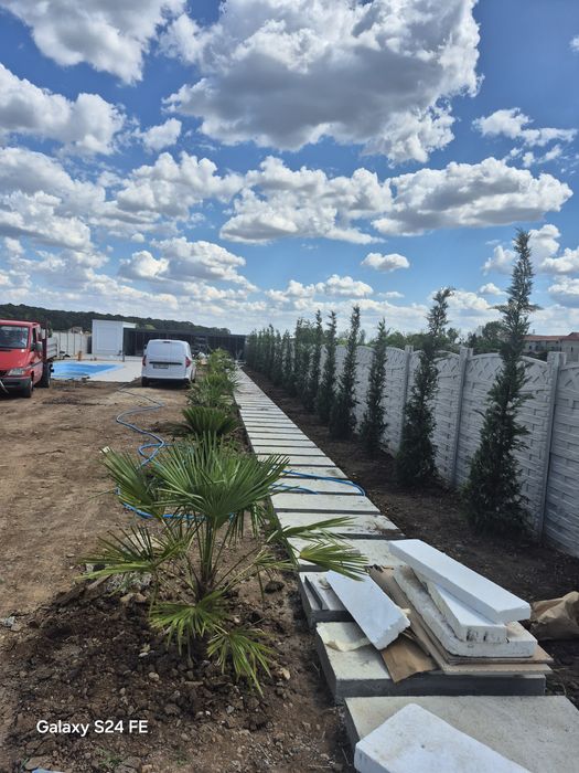 Magnolia  grandiflora
