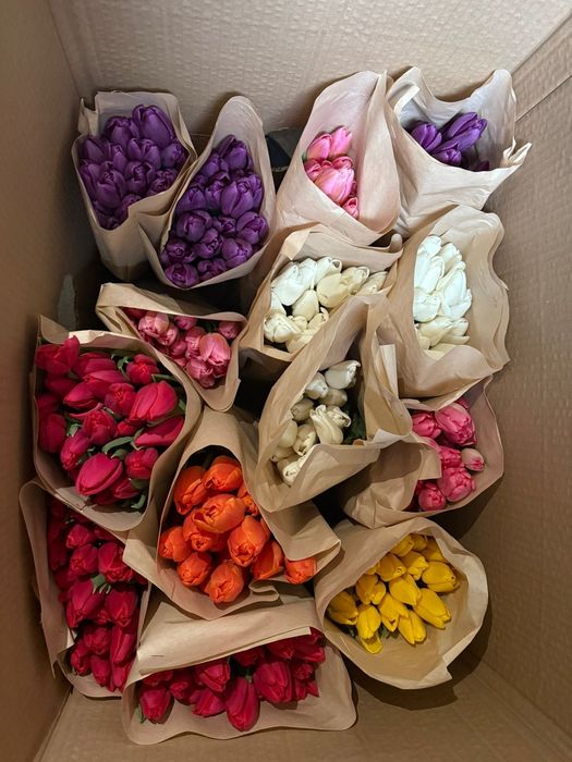 Продам тюльпаны 700 штук в наличии