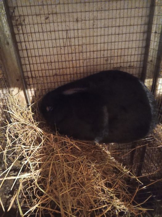 Продаются кролики