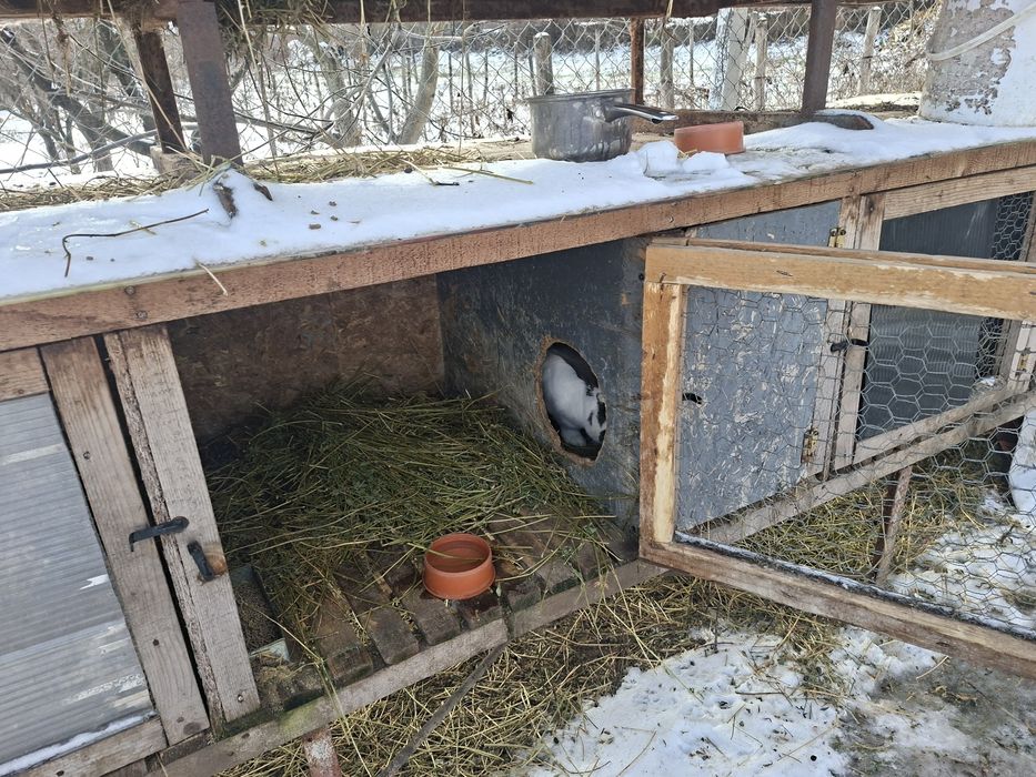 Iepuri fluture geman