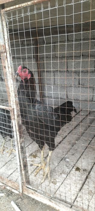 Дакан хурозлар сотилади