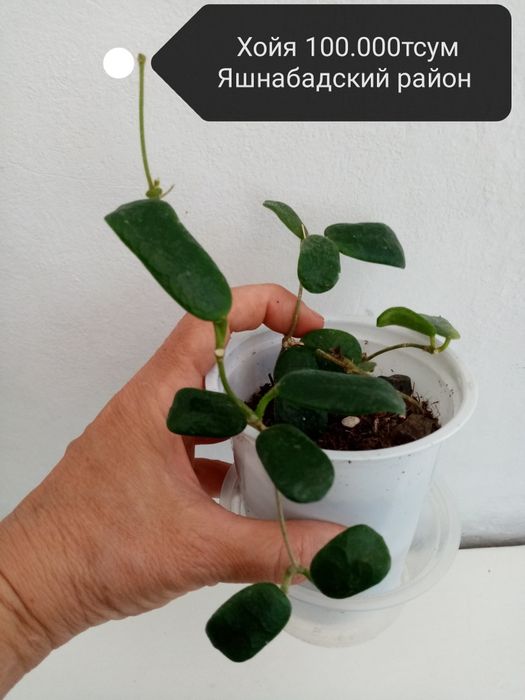 Продаю комнатные цветы