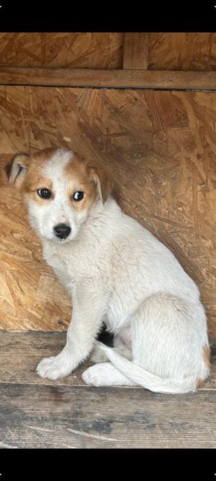 Отдам в добрые руки щенков