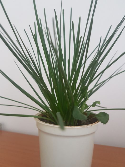 Луковицы цветка зефирантеса