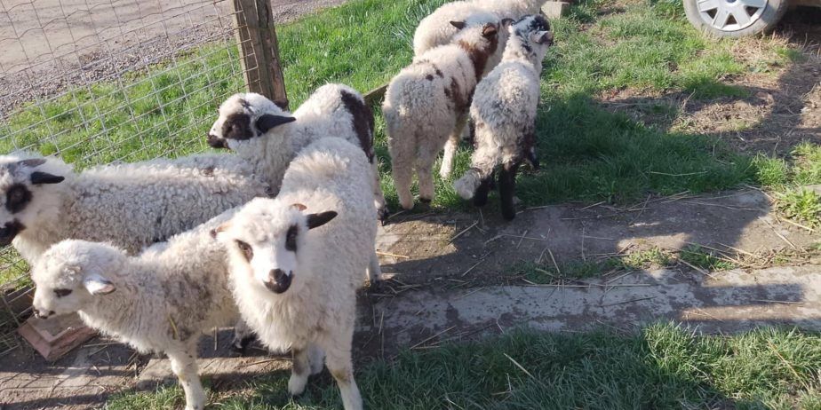 Vând miei de Paște