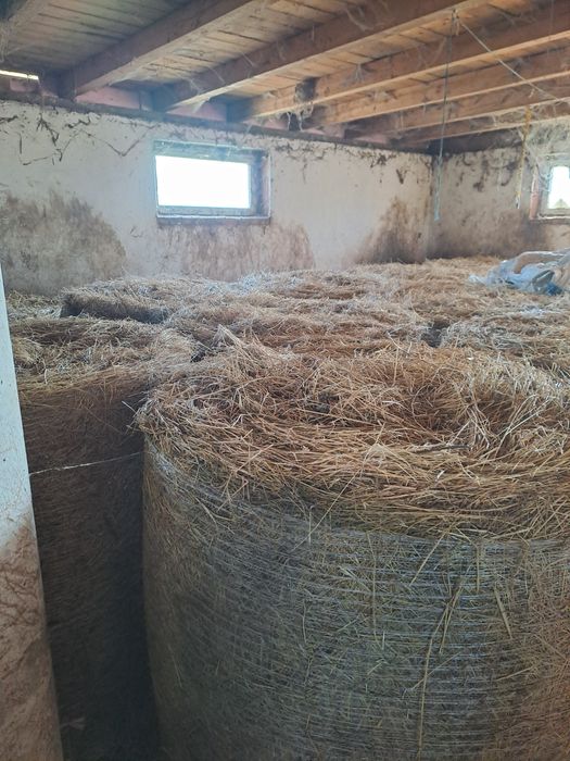 Baloti lucerna cal 1