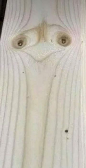 Vand scandura cu aspect de struț