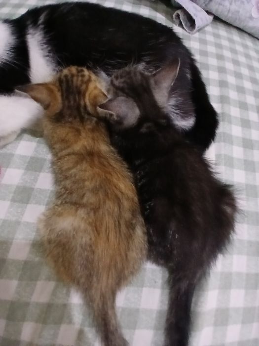 Отдам котят в добрые руки!!!
