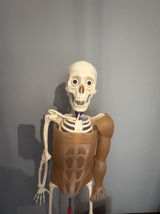 АНАТОМИЧЕН МОДЕЛ НА ЧОВЕШКО ТЯЛО