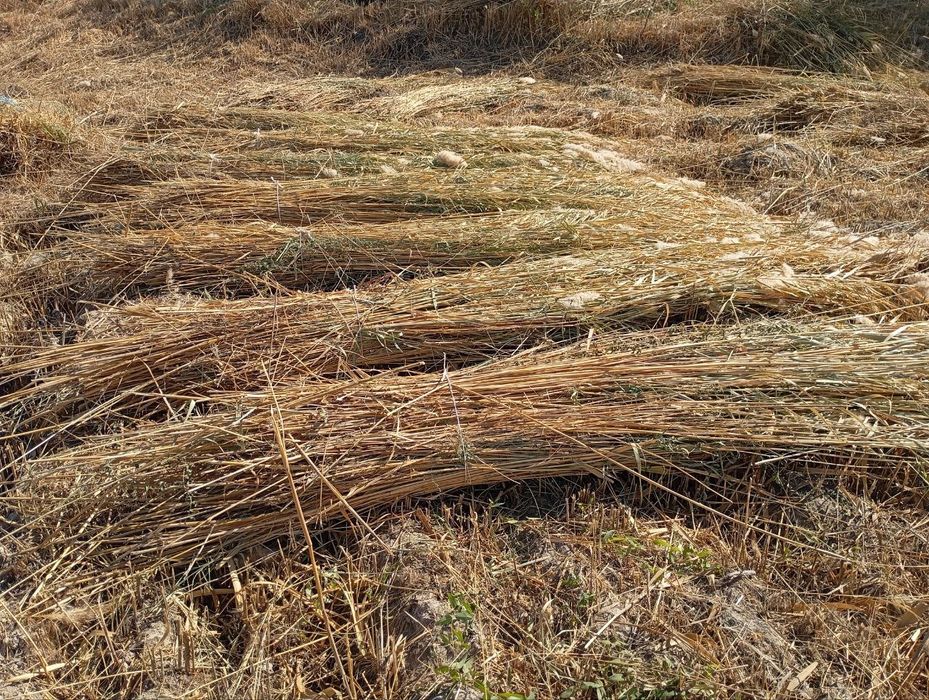 Камиш. Най сотилади.