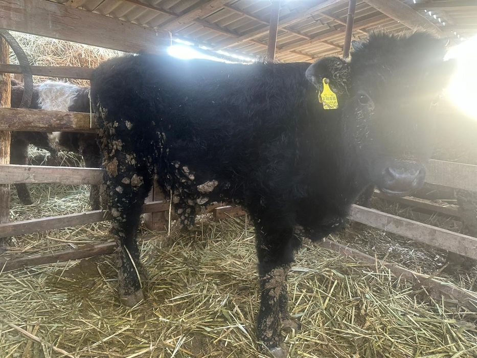 Еркек баспақтар сатылады