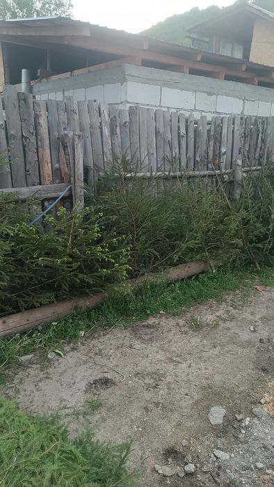 Vând brazi de nuntă