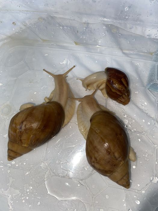 Ахатинский Улитки