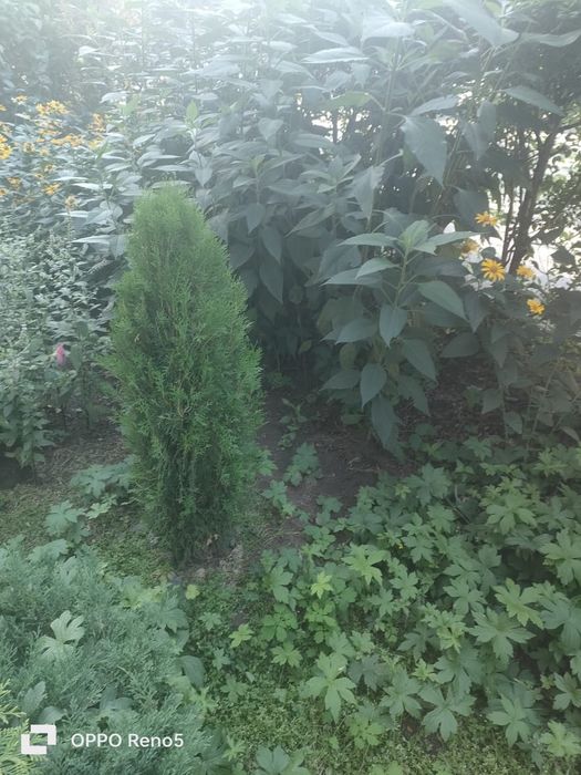 Ель, туя, можевельники