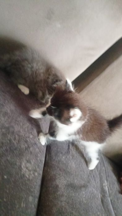 Мушукчалар 2 та хадияга