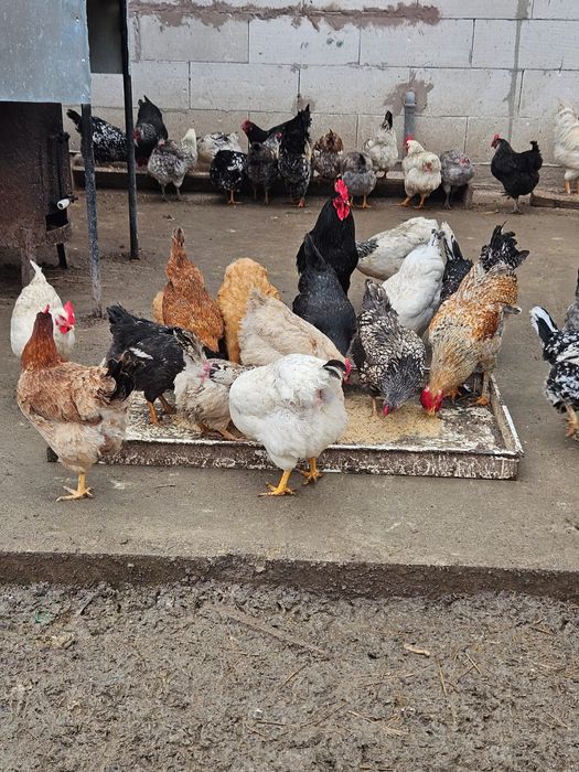 Vând oua pt incubat sau consum