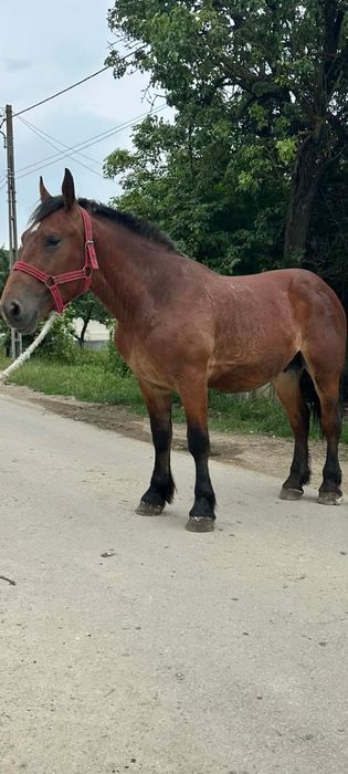 Vând manz de 2 ani la 170 înălțime