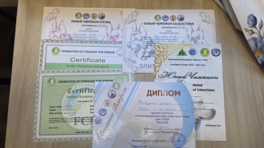 Продам девочку французкого бульдога