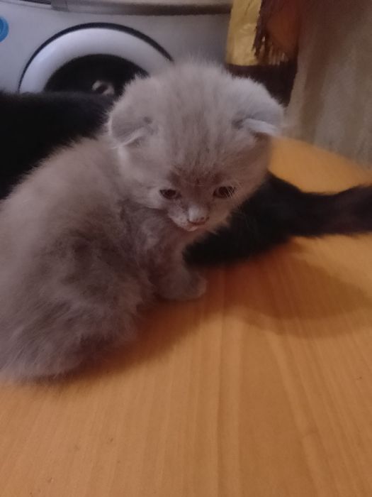 Срочно Продам бритаких котят