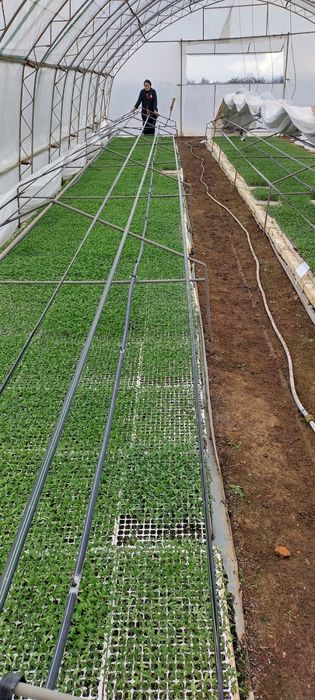 Разсад домати  домати